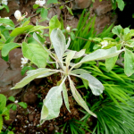 lisztharmat-naspolya