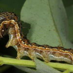 lombrago-hernyok-salata