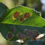 aknazomolyok-naspolya