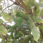 amerikai-feher-medvelepke-bodza