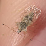 csipkespoloskak-disznovenyek