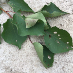 levellyukacsosodas-kajszibarack