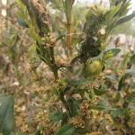 selyemfenyu-puszpangmoly-orokzoldek