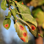 szilva-vorosfoltossag