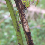 szeptocitas-betegseg