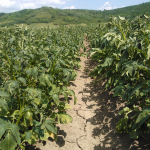 nitrogenyhiany-burgonya