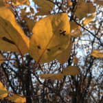 birs-diplokarponos-levelfoltossaga