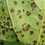 cerkosporas-levelfoltossag-cekla