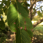 xantomonaszos-betegseg-dio