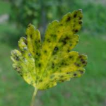 drepanopezizas-levelfoltossag-koszmete