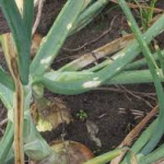 szurkepenesz-avagy-hagyma-botritisz