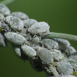 leveltetvek-kelkaposzta