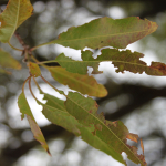 mandula-sztigminas-levellyukacsosodasa-stigmina-carpophyla
