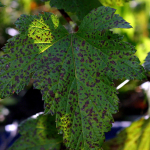 mikoszferellas-levelfoltossag-malna