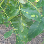 dio-nemezes-gubacsatka