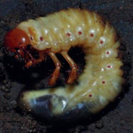 talajlako-kartevok-cekla