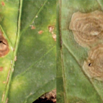 alternarias-betegseg-paprika