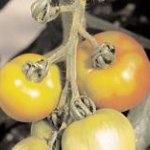 kaliumhiany-paradicsom