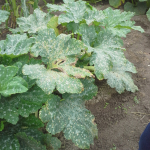 pszeudomonaszos-betegseg-cukkini