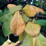 nitrogenhiany-szilva