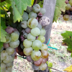 szolo-botritisz/szolo-szurkepenesz