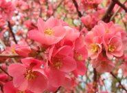 Márciusi teendők kiskertünkben