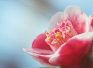 Májusi teendők kiskertünkben