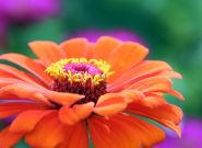 Júliusi teendők kiskertünkben