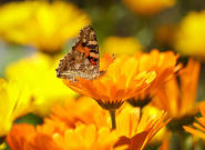 Júniusi teendők kiskertünkben