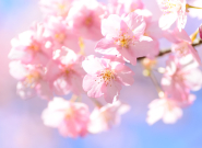 Áprilisi teendők kiskertünkben