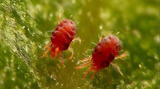 piros gyümölcsfa takácsatka