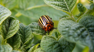 burgonyabogár avagy colorádóbogár