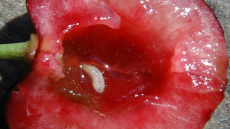 európai cseresznyelégy nyű