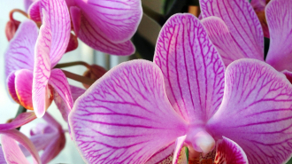 Virágozhat az orchideánk?