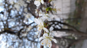 Szilva sziromhullás