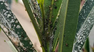 parazitált levéltetvek