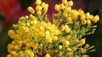 Téli kerti növény