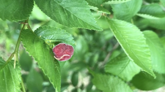 szil zacskós gubacstetve