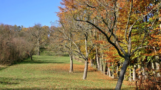 fák, lemosó permetezés
