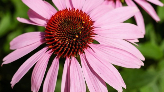 Echinacea, bíborkasvirág