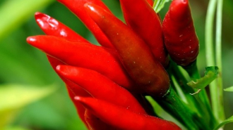 chili paprika erős paprika