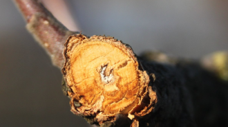 gutaütés barackfán