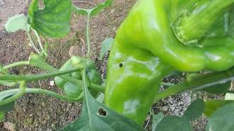 gyapottok bagolylepke kártétele paprika termésen