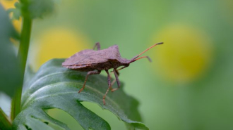 Poloska invázió, ázsiai márványpoloska