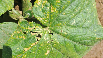 uborka peronoszpóra