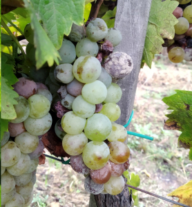 A szőlő védelmét meghatározó betegségek és megelőzési stratégiák