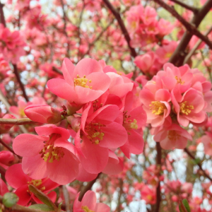 Márciusi teendők kiskertünkben
