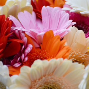 Augusztusi teendők kiskertünkben