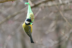 Decemberi teendők kiskertünkben