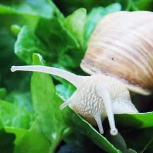 Csiga, a nem kívánatos vendég a kertben